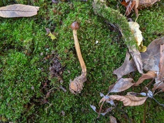 Tolypocladium longisegmentatum