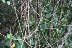 Pheugopedius rutilus