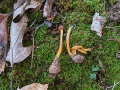 Tolypocladium longisegmentatum