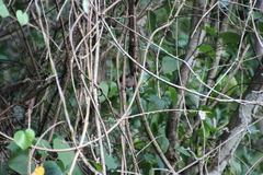 Pheugopedius rutilus