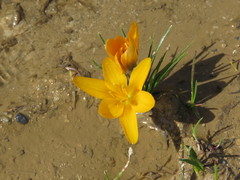 Crocus korolkowii