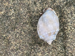 Phalium bandatum