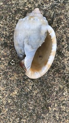 Phalium bandatum