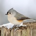 Tufted Titmouse - Photo (c) Stephen Taylor, some rights reserved (CC BY-NC), uploaded by Stephen Taylor