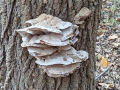 Bjerkandera fumosa