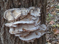 Bjerkandera fumosa