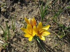 Crocus korolkowii