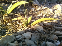 Iris lutescens chamaeiris