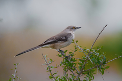 Mimus polyglottos image