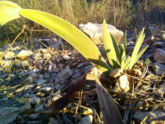 Iris lutescens chamaeiris
