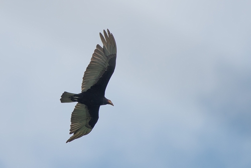 Lesser Yellow-headed Vulture