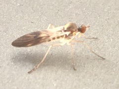 Rhamphomyia