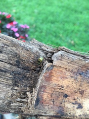 Coleoptera