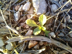 Urospermum picroides