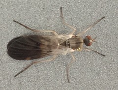 Rhamphomyia