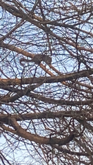 Sciurus carolinensis