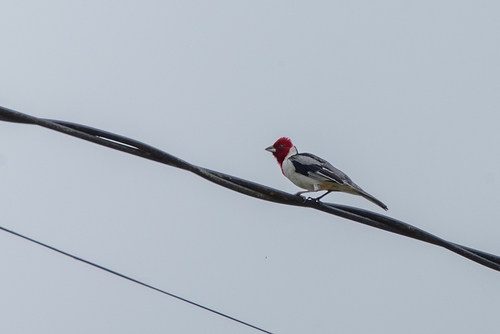 Red-cowled Cardinal