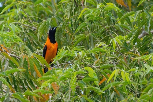Campo Troupial