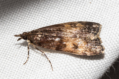 Eudonia asterisca