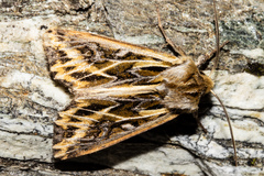 Ichneutica oliveri