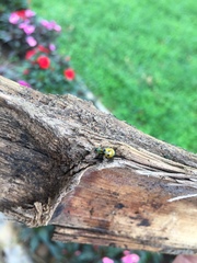 Coleoptera