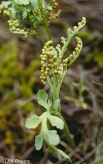 Botrychium michiganense