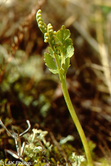 Botrychium michiganense