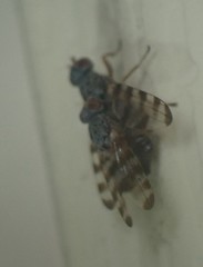 Pseudotephritina