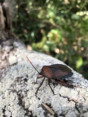 Rhoecus australasiae