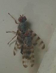 Pseudotephritina
