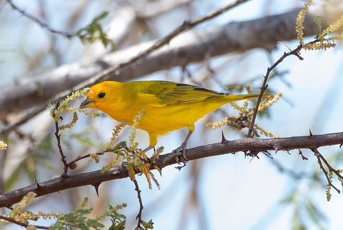 Saffron Finch
