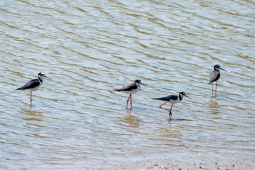Black-necked Stilt