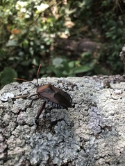 Rhoecus australasiae