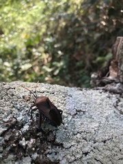 Rhoecus australasiae