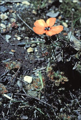 Drosera miniata
