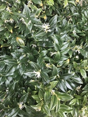 Sarcococca