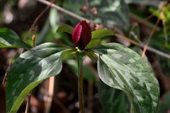 Trillium recurvatum