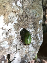 Stethaspis suturalis