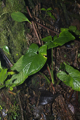 Chlorospatha