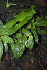 Chlorospatha
