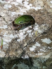 Stethaspis suturalis