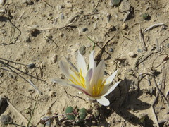 Colchicum kesselringii