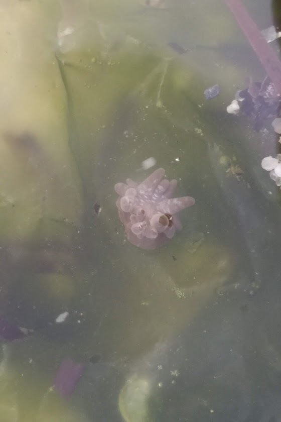 Grass crack anemone
