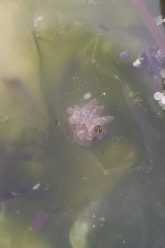 Grass crack anemone