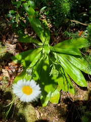 Celmisia holosericea