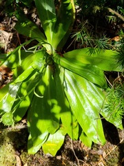 Celmisia holosericea