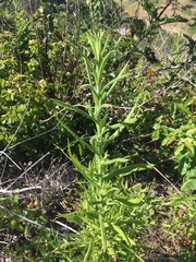Pseudognaphalium ramosissimum
