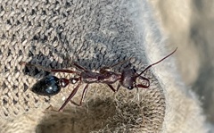 Myrmecia forficata