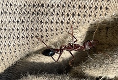 Myrmecia forficata