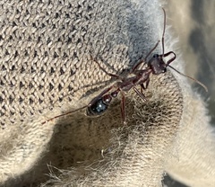 Myrmecia forficata